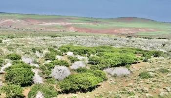 0 Kalua Koi Rd 47 Maunaloa, Hi vacant land for sale - photo 4 of 18