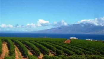 Lot 51 Lot 51 Lahaina, Hi vacant land - photo 2 of 5 Lot 51 Lot 51 Lahaina, Hi vacant land - photo 2 of 5