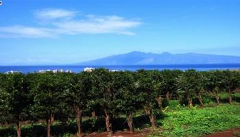 Lot 51 Lot 51 Lahaina, Hi vacant land - photo 4 of 5 Lot 51 Lot 51 Lahaina, Hi vacant land - photo 4 of 5