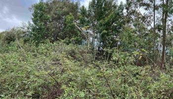 0 Middle Rd Kula, Hi 96790 vacant land - photo 2 of 4 0 Middle Rd Kula, Hi 96790 vacant land - photo 2 of 4